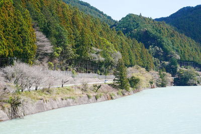 Panoramic view of road amidst trees against sky