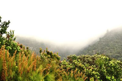 Scenic view of grassy field against cloudy sky