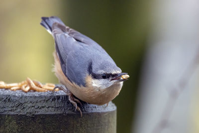 Close-up of bird perching on wood