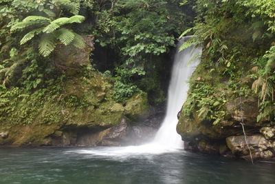 Scenic view of waterfall in forest