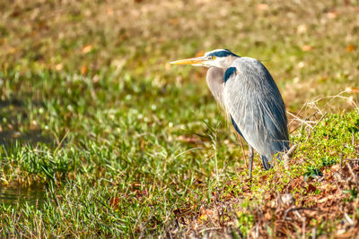 High angle view of gray heron on field