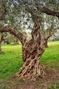 Tree on field