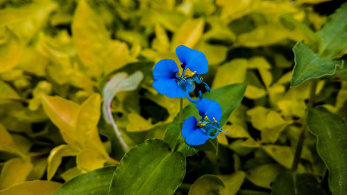 Close-up of blue flowering plant