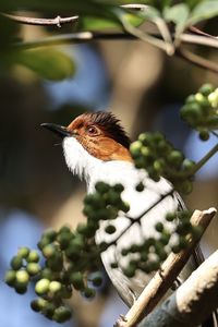 Close-up of bird perching on branch