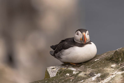 Close-up of puffin perching on rock