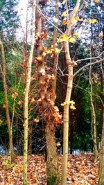 Trees growing in forest