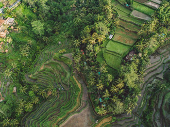 High angle view of agricultural field