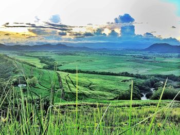 Scenic view of grassy field against sky