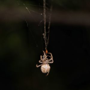 Close-up of spider on web