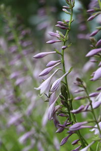 Close-up of purple flowering plant