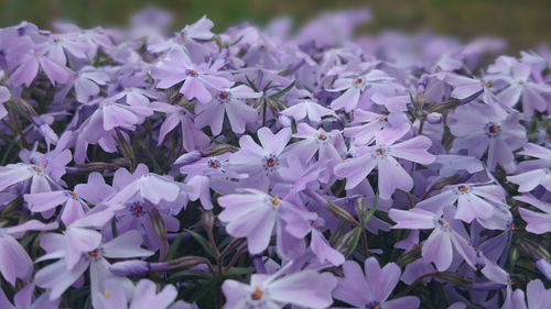 Close-up of purple flowers blooming outdoors