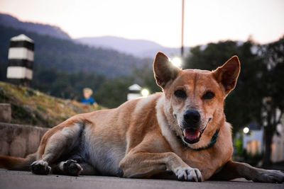 Close-up portrait of a dog resting