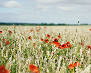 Close-up of red poppy flowers on field