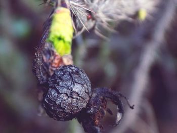 Close-up of plant