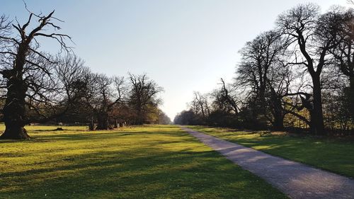 Trees on field against clear sky