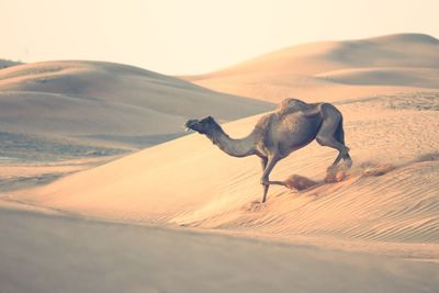 Camel of the desert