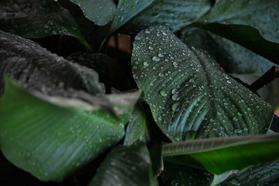 Close-up of wet plant leaves during rainy season