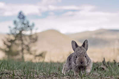 Dog relaxing on grassy field