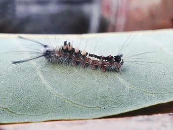 Close-up of insect
