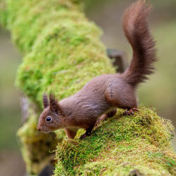 Red squirrel, sciurus vulgaris, on a lichen covered log, side view.
