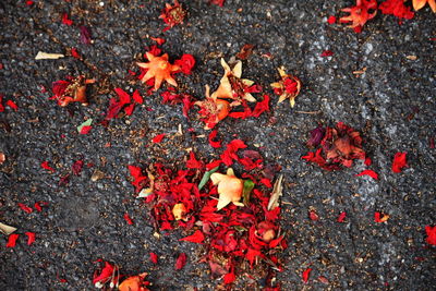 High angle view of flowers on autumn leaves