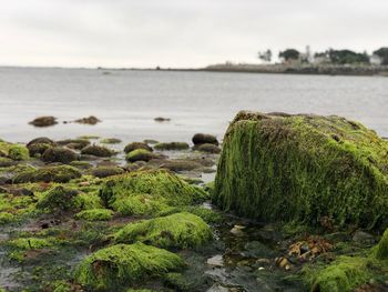 Moss growing on rocks by sea against sky