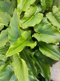 Full frame shot of green leaves