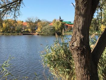 Scenic view of tree by sea against clear sky