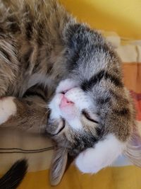 Close-up of cat sleeping