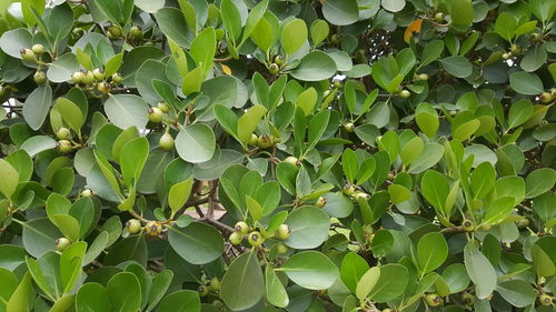 Close-up of fruits growing on tree