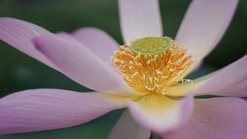 Close-up of pink flower blooming in garden