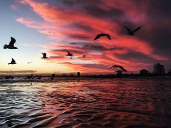 Birds flying over sea