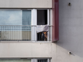 Dog looking from balcony of building