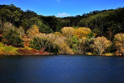 Scenic view of river by trees in forest