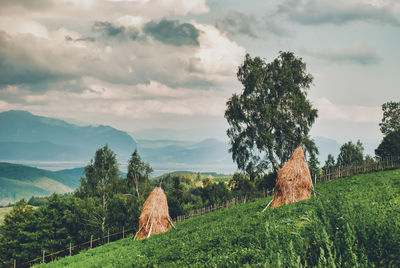 Scenic view of agricultural field against sky