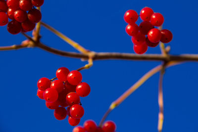 Close-up of red berries on tree