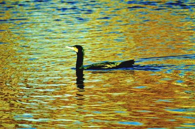 Silhouette ducks swimming in sea