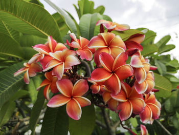 Close-up of red flowering plants