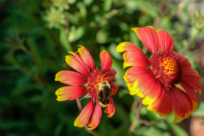 Close-up of bee pollinating on flower