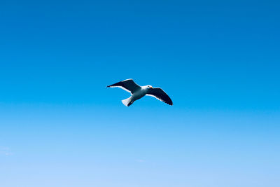 Low angle view of seagull flying in sky