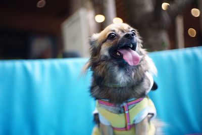 Close-up of dog looking away