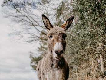 Donkey grazing