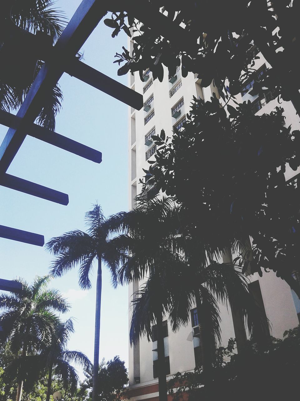 LOW ANGLE VIEW OF TREES AGAINST SKY