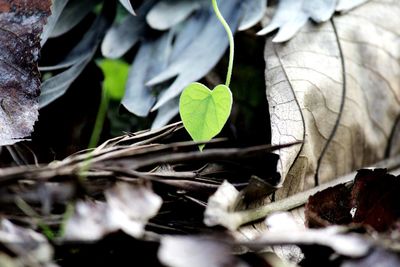 Close-up of leaves