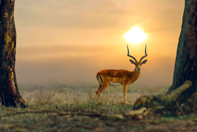 Impala at crescent island - kenya