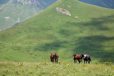 Horses grazing in a field