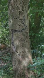 Close-up of tree trunk in forest