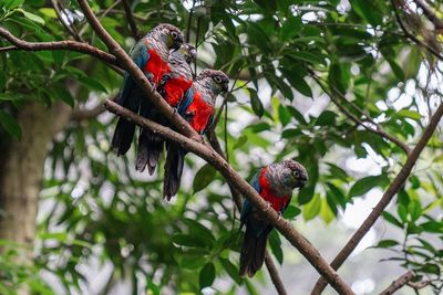 Low angle view of parrot perching on tree
