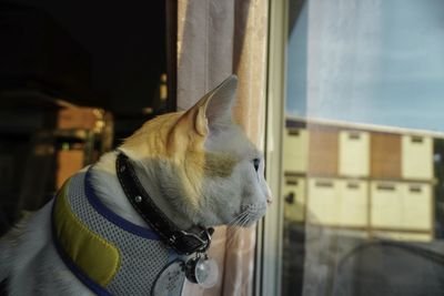 Close-up of a dog looking away