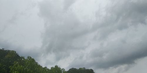 Low angle view of trees against sky